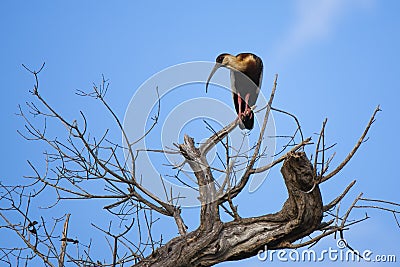 Buff-necked Ibis in Bare Tree Looking Down Stock Photo