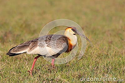 Buff necked Ibis standing in grassland Stock Photo