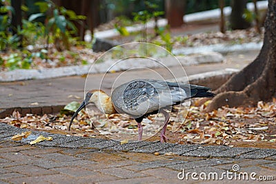 Buff-necked ibis (Theristicus caudatus) in park of Brazil Stock Photo