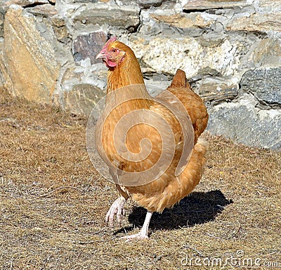 Buff Orpington Chicken doing a strut Stock Photo