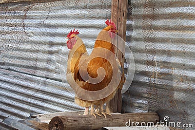 Buff orpington roosters Stock Photo