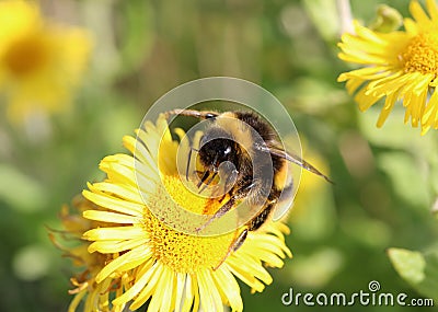 Buff-tailed bumble bee on common fleabane flower Stock Photo