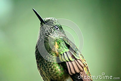 Buff-tailed coronet hummingbird, close-up Stock Photo