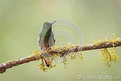 Buff-tailed coronet hummingbird perched on a branch Stock Photo