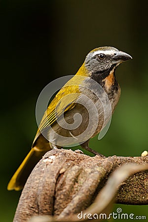 Buff Throated Saltator Stock Photo