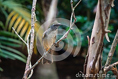 Buff-throated Saltator bird Stock Photo