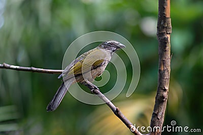 Buff-throated Saltator bird Stock Photo