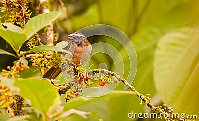 Buff-Throated Saltator Stock Photo