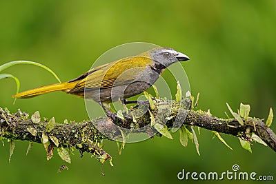 Buff-throated Saltator - Saltator maximus seed-eating bird in the tanager family Thraupidae. It breeds from Mexico to Ecuador and Stock Photo