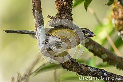 Buff-throated Saltator - Saltator maximus Stock Photo