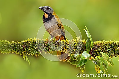 Buff-throated Saltator, Saltator maximus, exotic bird sitting on the branch in the green forest. Tropic tanager in the nature habi Stock Photo