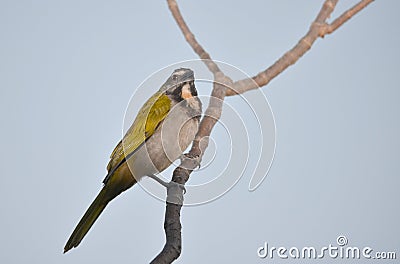 Buff-throated saltator Saltator maximus Stock Photo