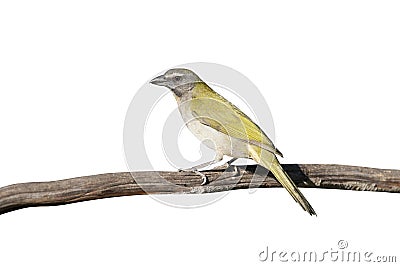 Buff-throated saltator, Saltator maximus Stock Photo