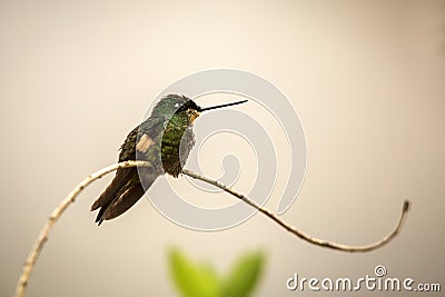 Buff-winged starfrontlet sitting on branch, hummingbird from mountains, Colombia, Nevado del Ruiz,bird perching,tiny beautiful bir Stock Photo