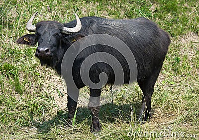 Buffalo Stock Photo