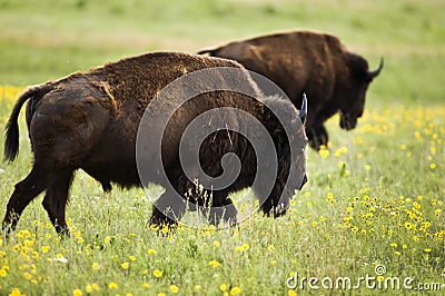 Buffalo Stock Photo