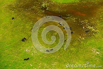 Buffalo in aerial landscape in Okavango delta, Botswana. Lakes and rivers, view from airplane. Green vegetation in South Africa. T Stock Photo