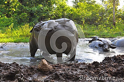 Buffalo bathed in mud puddles Stock Photo