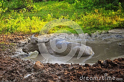 Buffalo bathed in mud puddles Stock Photo