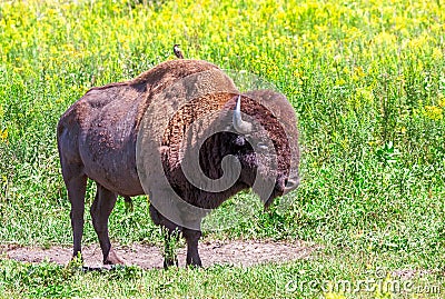 Buffalo and a Bird, A Symbiotic Relationship Stock Photo