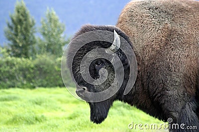 Buffalo Bull Stock Photo