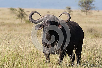 Buffalo bull Stock Photo