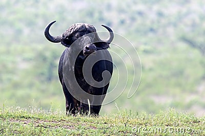 Buffalo bull standing on small hill in Kruger National Park Stock Photo