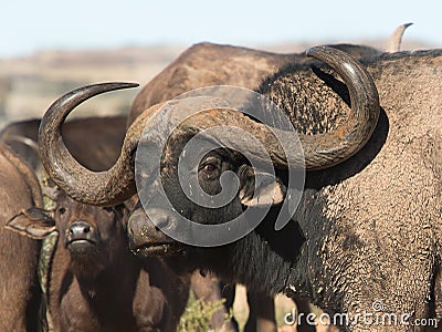 Buffalo Bull with stunning horns Stock Photo