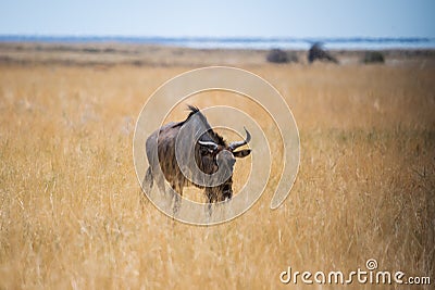 Buffalo bull in the wild. Safari in Africa, African savannah wildlife. Stock Photo