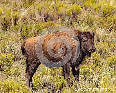 Lone bison calf is looking out for mom. Stock Photo