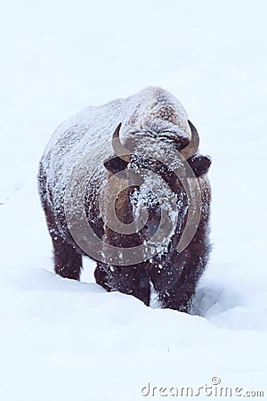 Buffalo calf standing in deep snow Stock Photo