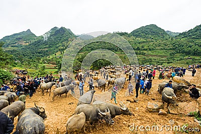 Buffalo Can Cau Market Bac Ha Editorial Stock Photo