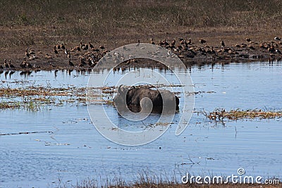 Buffalo in Chobe River Stock Photo