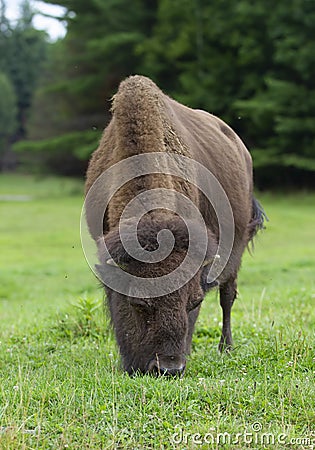 American Bison, Buffalo closeup grazing in a grassy meadow in Canada Stock Photo
