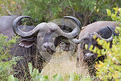 Buffalo cow Stock Photo