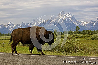Buffalo Crossing Stock Photo