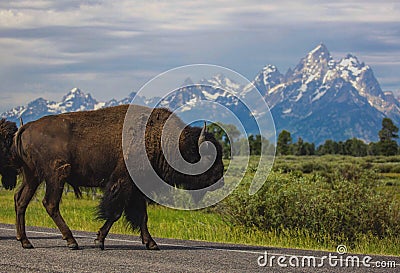 Buffalo Crossing Stock Photo