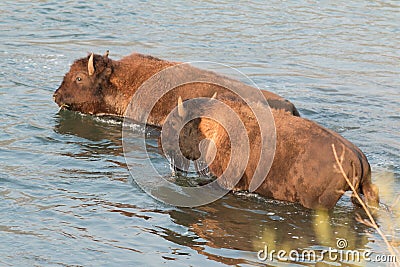 Buffalo crossing river Stock Photo