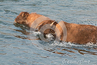 Buffalo crossing river Stock Photo