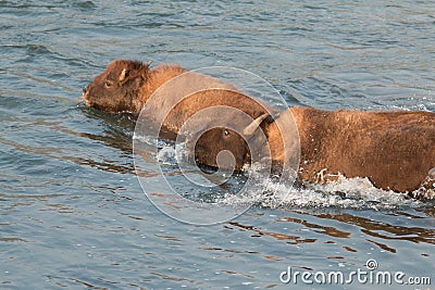 Buffalo crossing river Stock Photo