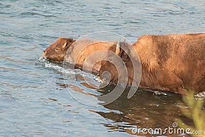 Buffalo crossing river Stock Photo