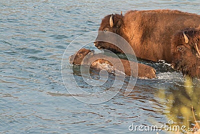 Buffalo crossing river Stock Photo