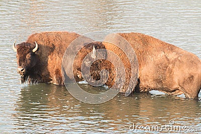 Buffalo crossing river Stock Photo