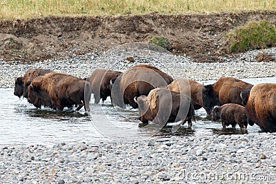 Buffalo crossing the river in Yellowstone Stock Photo