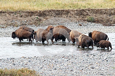 Buffalo crossing the river in Yellowstone Stock Photo