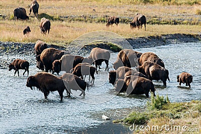 Buffalo crossing the river in Yellowstone Stock Photo