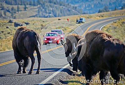 Buffalo crossing road in Yellowstone national park, US Stock Photo