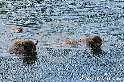 Buffalo crossing the Yellowstone river Stock Photo