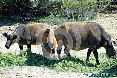 Buffalo dwarf Stock Photo