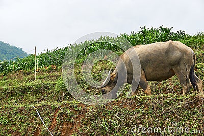 Buffalo eat grass at ricefield in lao chai sapa valey in Vietnam Stock Photo